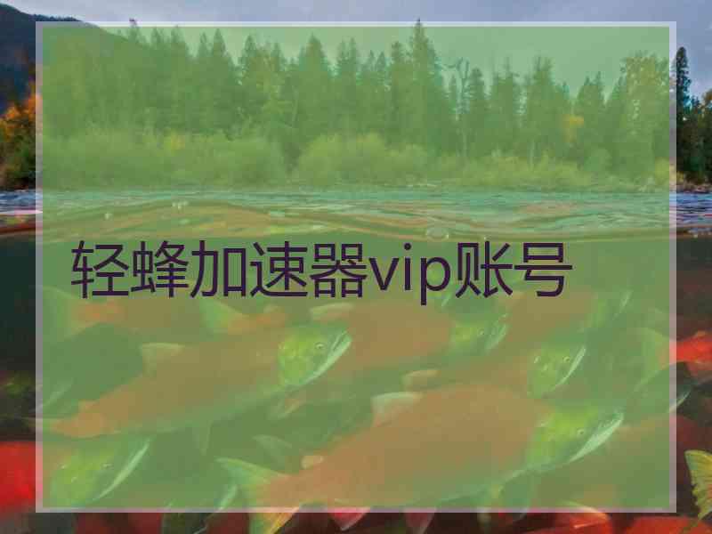 轻蜂加速器vip账号